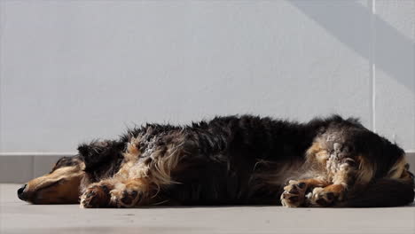 Fluffy-dog-lying-outside-asleep-on-patio