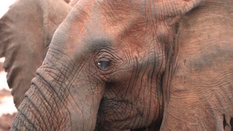 african elephant's wrinkled face with big ears