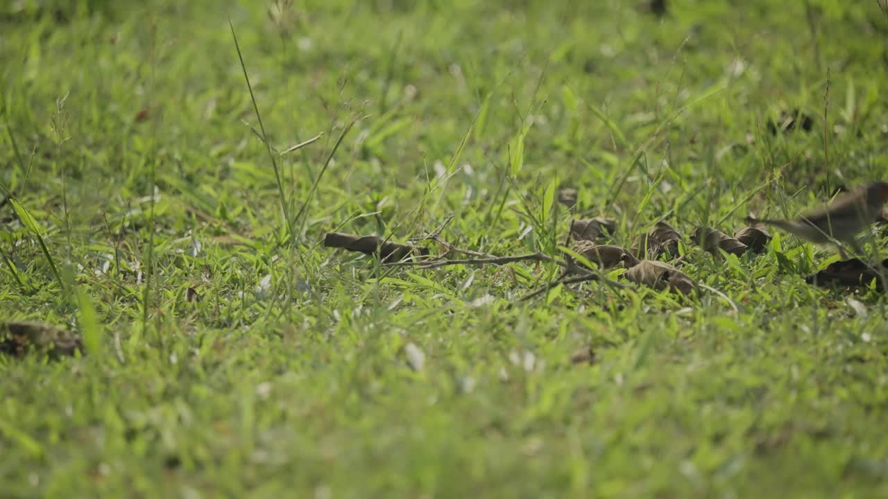 녹색 잔디에 주황색 부리가 있는 아름다운 estrildidae 새