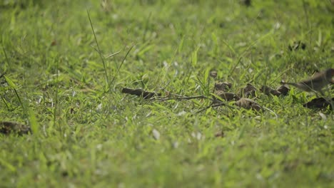 Beautiful-estrildidae-bird-with-an-orange-beak-on-green-grass