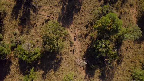 Manada-De-ñus-Africanos-Vagando-En-El-Arbusto-De-Reserva-De-Sabana,-Antena