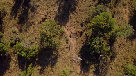 african wildebeest herd wandering in savanna reserve bush, aerial