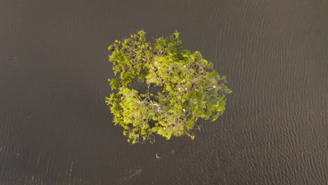 aerial view of a bird gracefully flying to its nest on a small island of trees