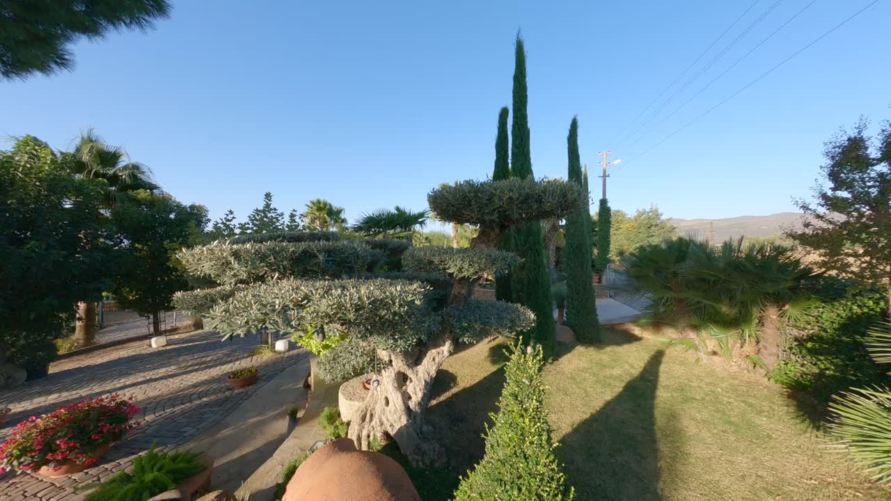 카메라 가 소나무, 올리브 나무, 종려나무 를 통과 한다