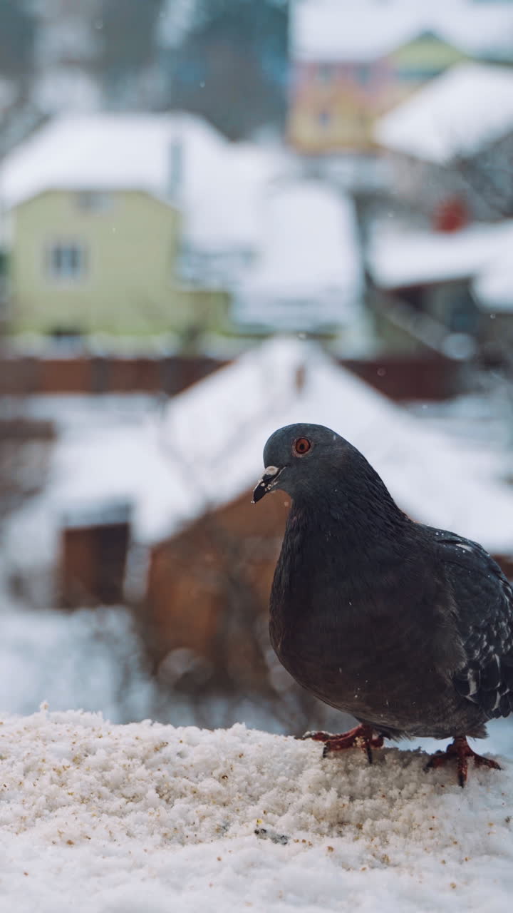 Pigeons on roof in winter on the urban background. Beautiful dove birds flying away from the snowy roof of the house outside. Vertical video