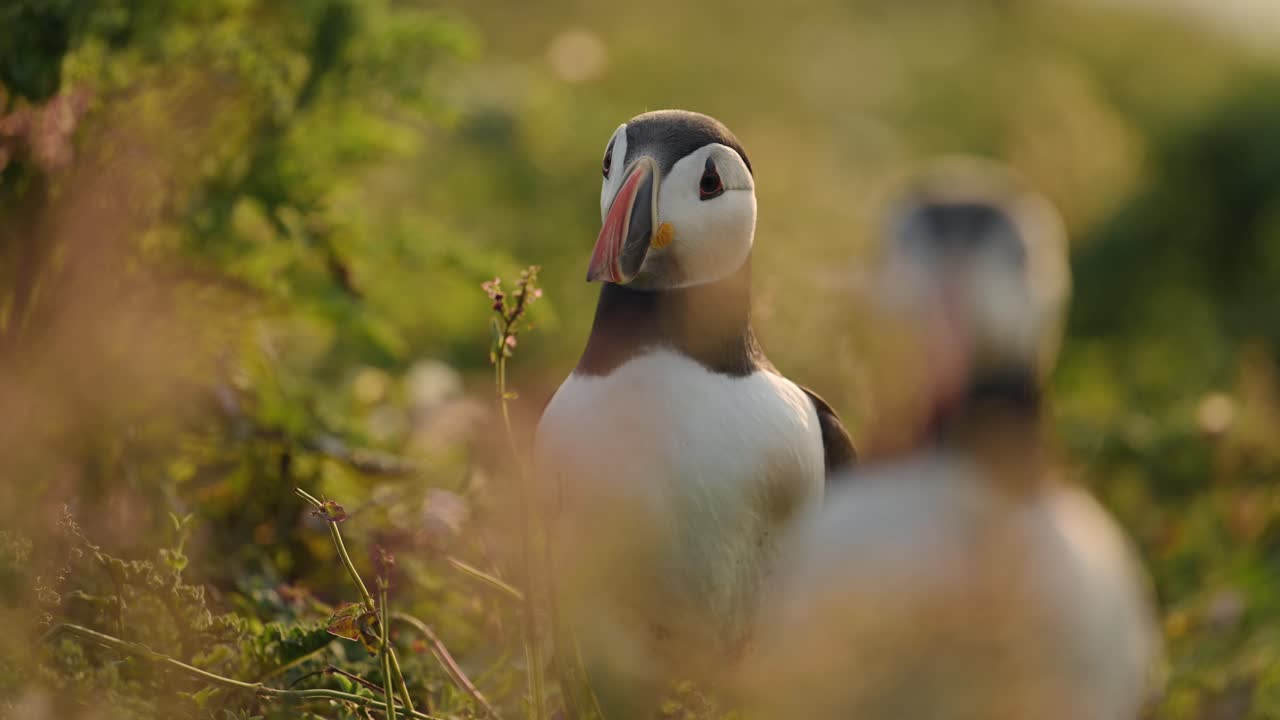 puffins de la isla de skomer en el reino unido aves disparadas, puffins atlánticos en la isla de skomer en gales