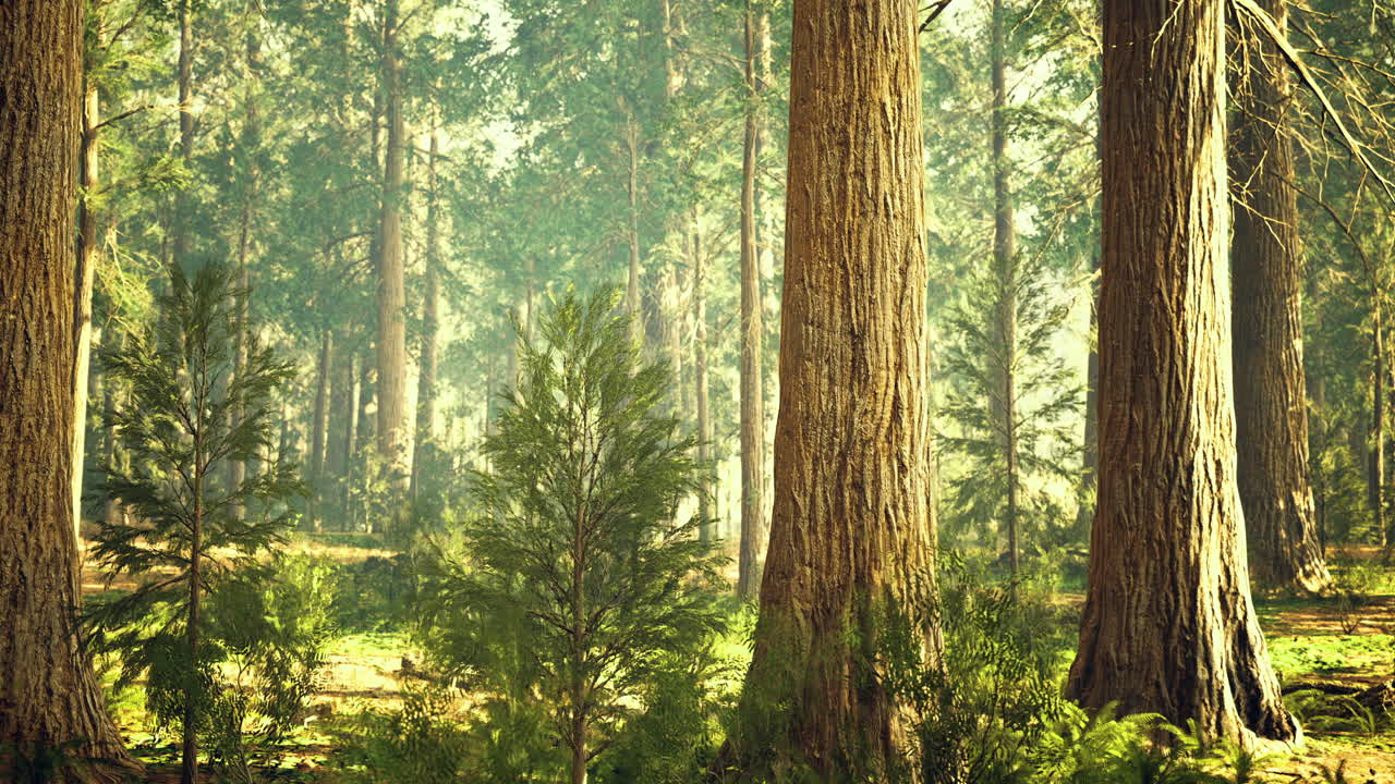 Maestosi alberi ad alto fusto in una foresta serena durante le ore di luce mattutina