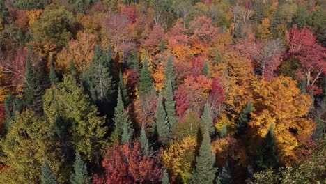 Colores-Calmantes-Del-Bosque-De-Otoño,-Vista-De-órbita-Aérea