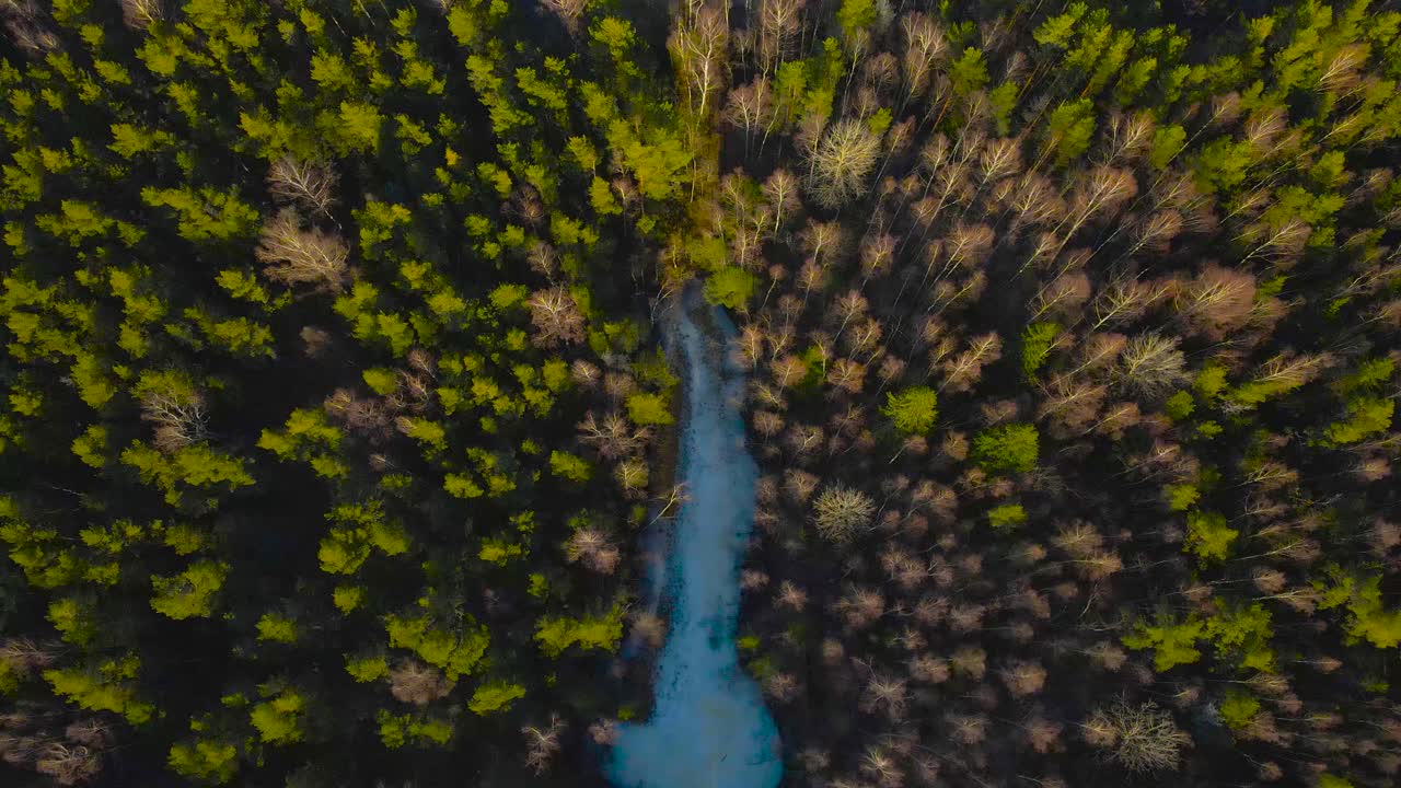 Gorgeous top down aerial drone footage rising up and above a frozen narrow lake or a pond in a thick pine forest that has some leafless trees also. Sun is shining on the tree tops creating shadows.
