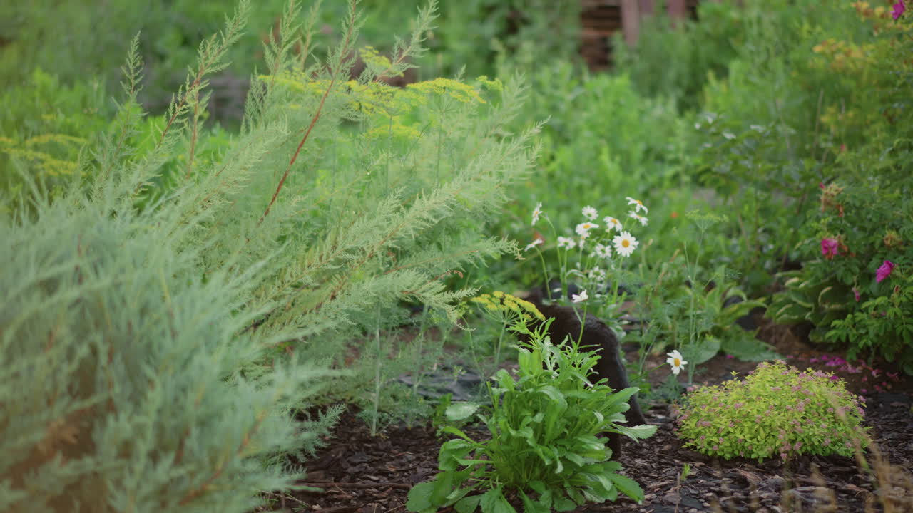 Giardino nativo tranquillo con arbusti rigogliosi e piante perenni miste, fogliame denso e sentieri in pacciame, foglie bagnate di rugiada, piantumazione favorevole agli impollinatori, sfondo bokeh sfocato, composizione esterna pacifica, neutro.
