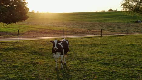 vaca holstein en blanco y negro en el prado durante la puesta de sol mira directamente a la cámara del dron