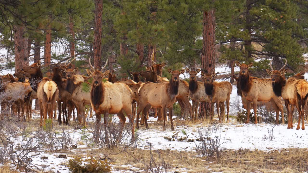 el alce de colorado escuchó un gran grupo de ciervos pandilla de animales de la naturaleza se reunieron en la ladera de la montaña en medio del invierno nieve montañas rocosas parque nacional de hoja perenne hermoso teleobjetivo crujiente zoom cinematográfico cámara lenta 4k