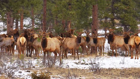 colorado elk heard large group deer gang nature animals gathered on mountainside mid winter snow rocky mountains national park evergreen beautiful crisp telephoto zoom cinematic slow motion still 4k