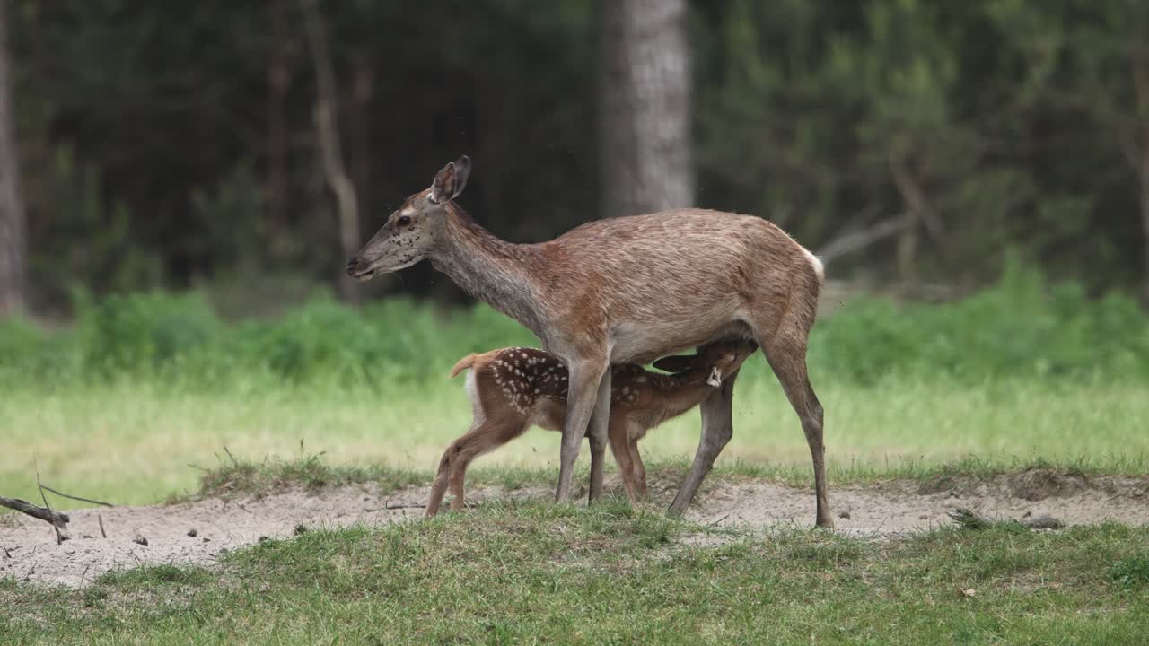 Nærbilde: Ung rådyrkalv drikker fra juret til rådyrmoren i skogen