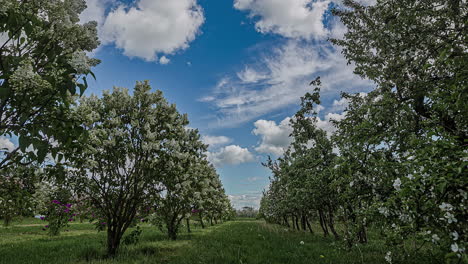 Blooming-apple-tree-orchard-plantation-with-moving-cinematic-cloudscape,-fusion-time-lapse