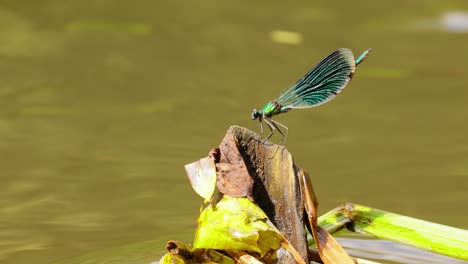 emerald damselfly on a log