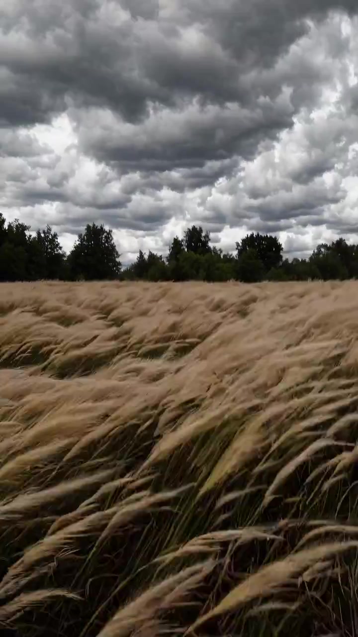 Erba alta che ondeggia al vento sotto un cielo nuvoloso