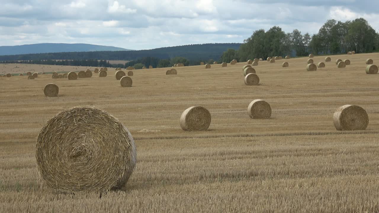 Beautiful landscape. Agricultural field. Round bundles straw bales in the field.