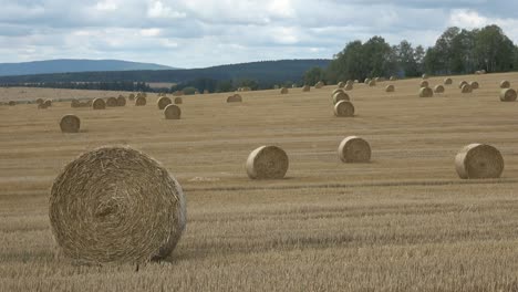 beautiful landscape. agricultural field. round bundles straw bales in the field.