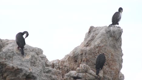 Seagulls-resting-on-a-rock-in-the-sea