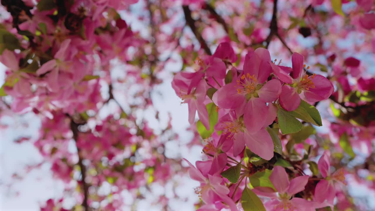 Questi suggestivi fiori rosa primaverili ondeggiano sui rami fioriti degli alberi in un vibrante paesaggio naturale. Questo filmato di alta qualità cattura la bellezza organica e la vita stagionale di un giardino sereno
