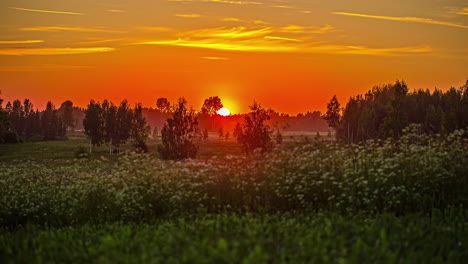 Sonnenuntergangszeitraffer-Mit-Sonne-In-Einer-Feurigen-Kugel-Steigt-Unter-Dem-Horizont-In-Einer-Wildblumen--Und-Waldlandschaft-Ab