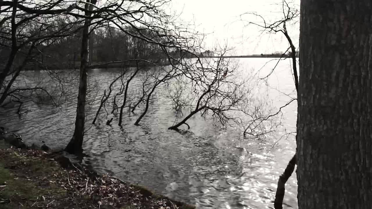 숲 가장자리에 있는 호수의 저속 촬영-5