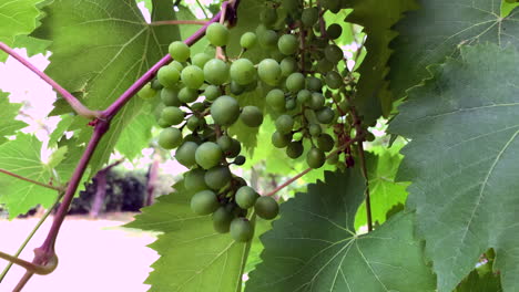 Close-up-shot-showing-cluster-of-green-grapes-on-vine-at-vineyard-waving-in-the-wind
