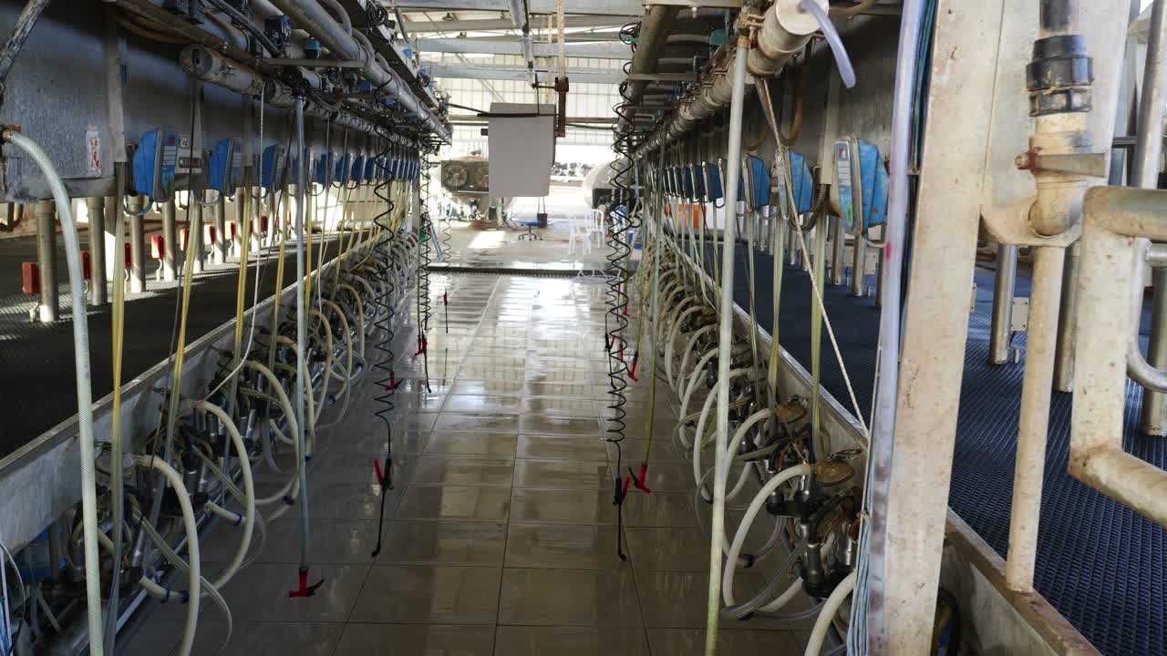 Interior of large milk factory with cow milking machines, establisher