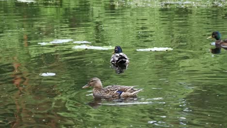 Patos-Nadando-En-Un-Estanque