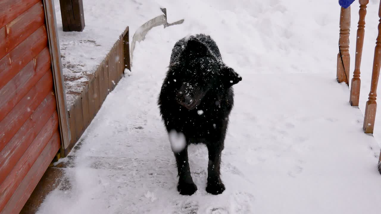 길 잃은 검은 개, 겨울 눈, 귀고 재는, 카메라를 바라보며 머리를 돌린다.