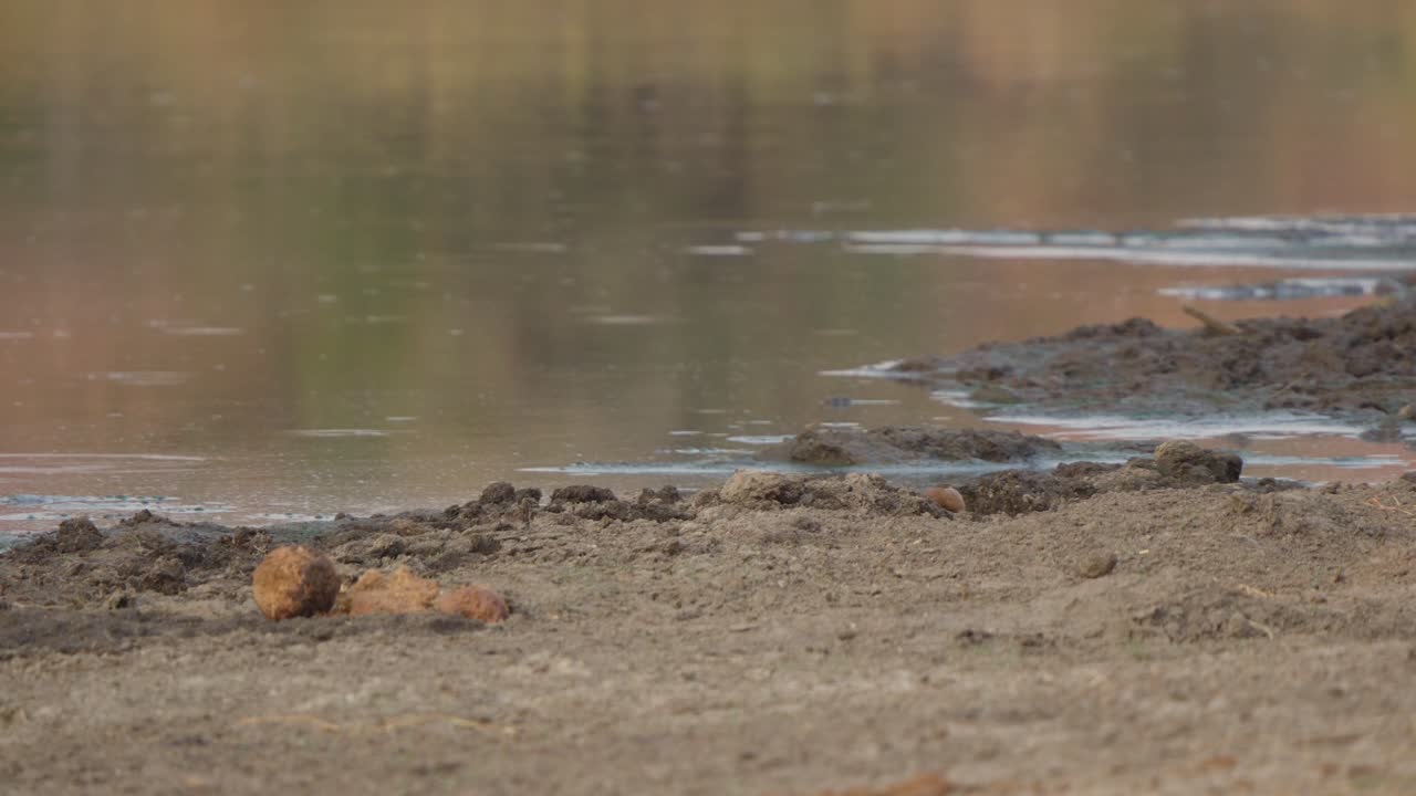 Mangusta snella guarda a sinistra di una pozza d'acqua nel Parco Nazionale Kruger, Sudafrica. Scena di fauna selvatica da safari tranquilla con riva fangosa, acqua calma e comportamento naturale alla luce del giorno.
