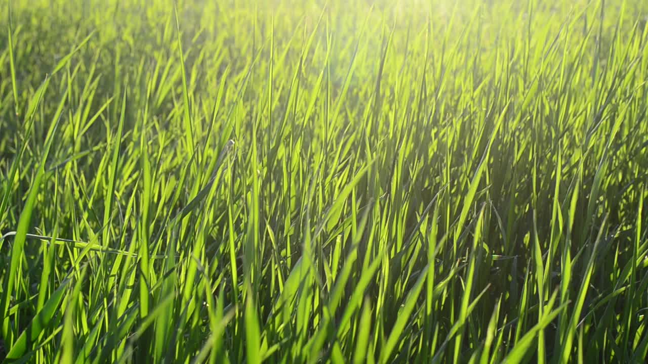 Erba nei raggi del sole al tramonto