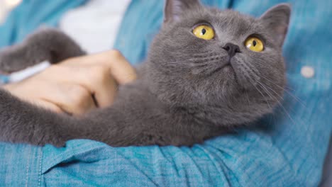 gato lindo. gato escocés plegado.