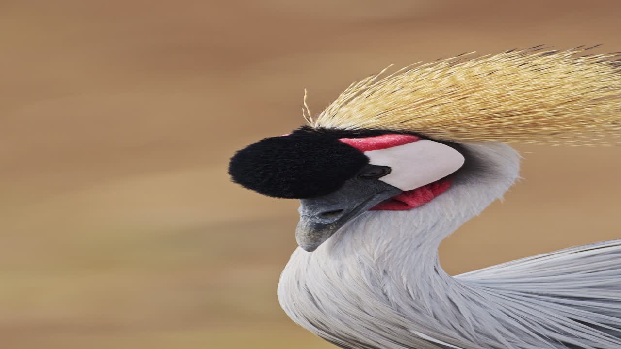 Vertical Close Up African Bird Portrait on African Wildlife Safari in Africa, Vertical Grey Crowned Crane Video for Social Media Instagram Reels and Tiktok in Kenya in Masai Mara National Park