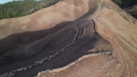 cinematic aerial view of a white sheep flock during transhumance on a shady hillside