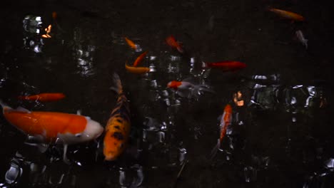 japanese koi goldfish swimming inside dark pond with reflections - close up