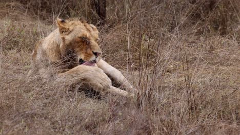 El-Joven-León-Africano-Se-Lava-La-Cara-Con-Hierba-Alta-Y-Seca-De-Sabana