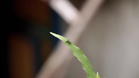 close up shot of an ant on the green leaf with blur background - focus on an ant