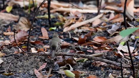 the forest wagtail is a passerine bird foraging on branches, forest grounds, tail wagging constantly sideways