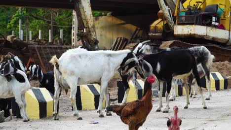 Sitio-De-Construcción-De-Vinh-Hy,-Cabras-Jóvenes-Y-Pollos-Deambulan-Libremente