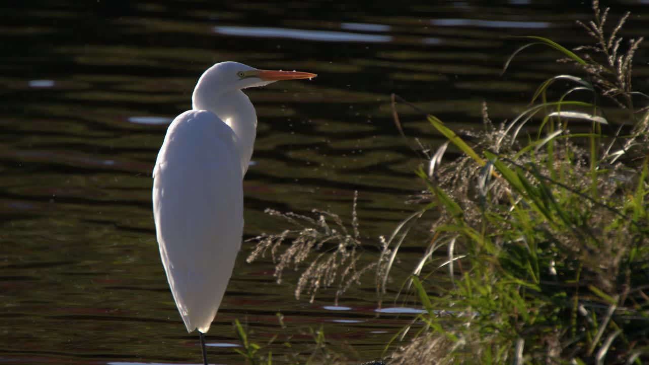 Close up back lighting on white egret at river, flies buzz around bill