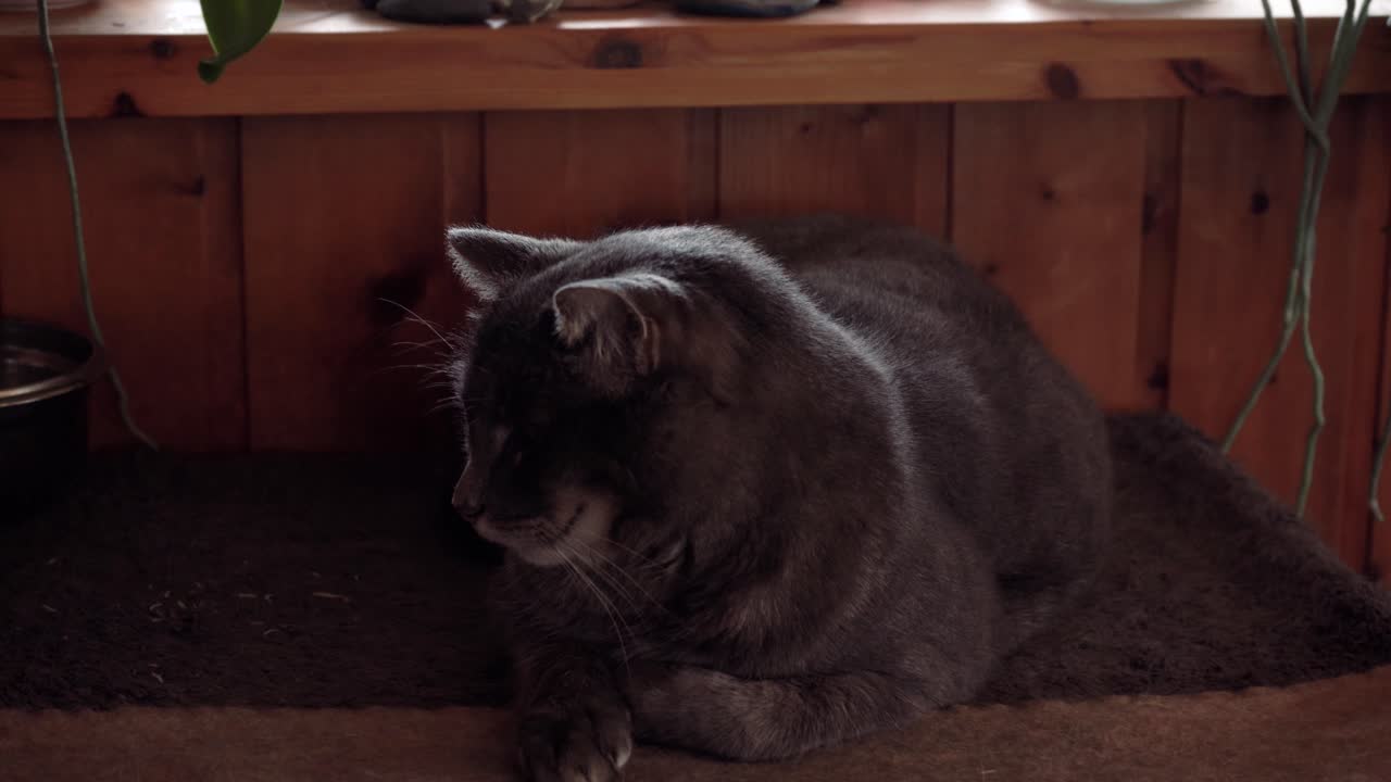 편안한 고양이의 클로즈업