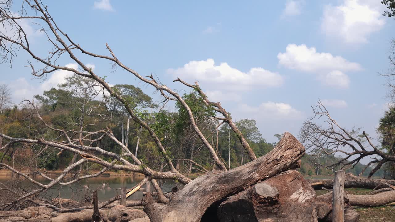 Wide Exterior Timelapse Shot of Cloud at the Jungle in the Day