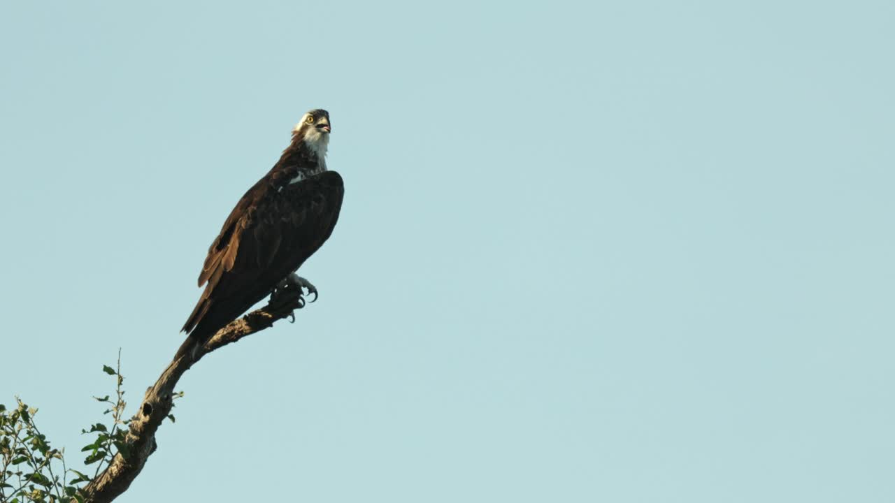 Wide shot of an Osprey perched on a branch with blue sky as background, Chobe National Park