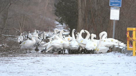 los cisnes se reúnen en un parque cubierto de nieve, algunos marcados para el seguimiento, con árboles desnudos y señalización en el fondo