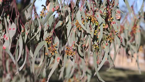 árboles de eucalipto con hojas y bayas de colores