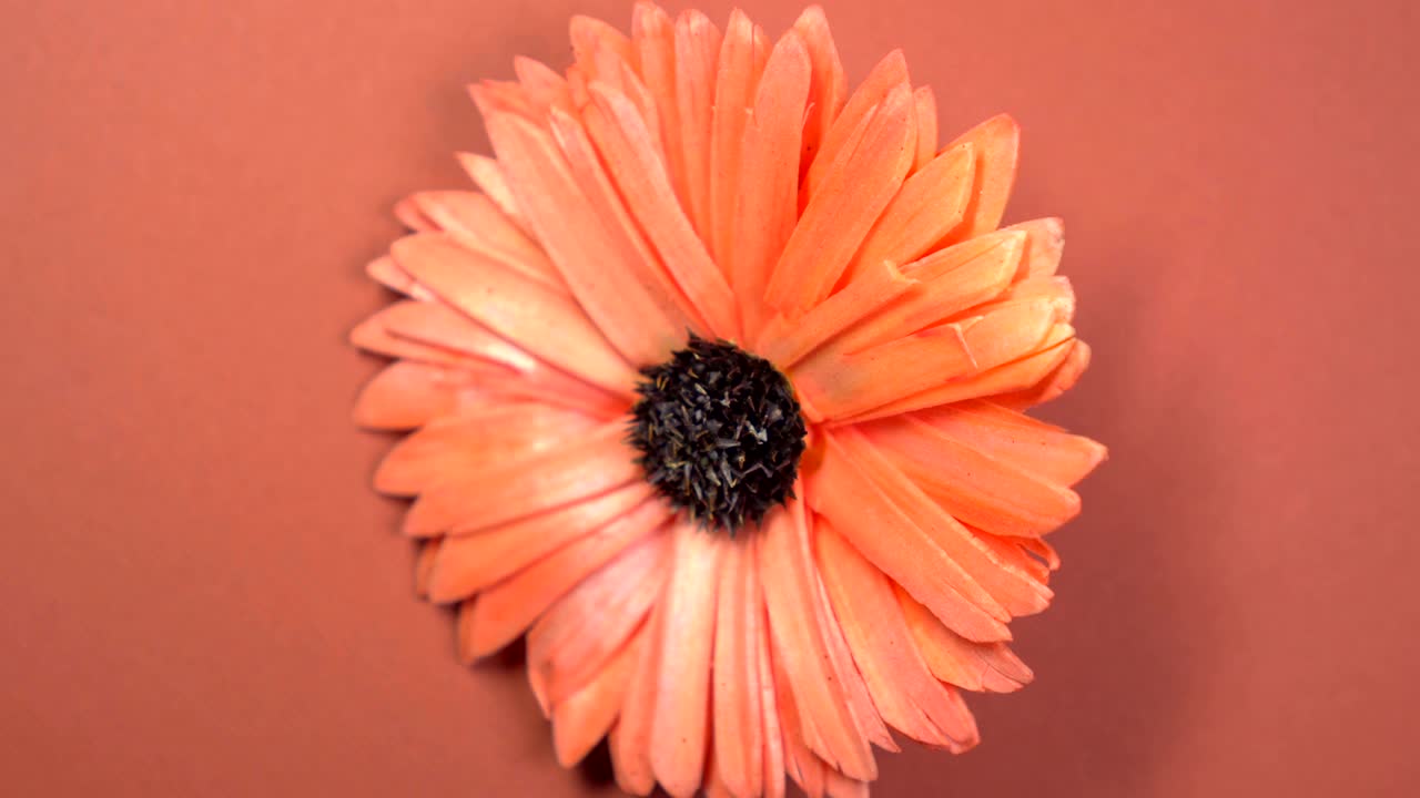 아름다운 은 데이지 꽃이 회전하는 갈색 배경에 빠르게 회전합니다.