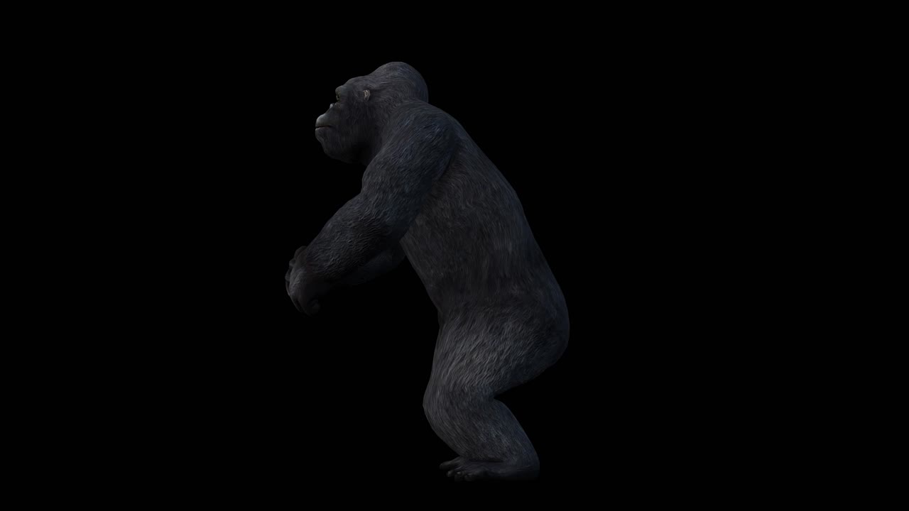 A gorilla howling on black background with alpha channel included at the end of the video, 3D animation, side view, animated animals, seamless loop animation