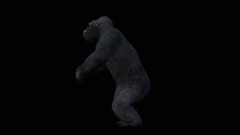 Ein-Heulender-Gorilla-Auf-Schwarzem-Hintergrund-Mit-Alphakanal-Am-Ende-Des-Videos,-3D-Animation,-Seitenansicht,-Animierte-Tiere,-Nahtlose-Schleifenanimation